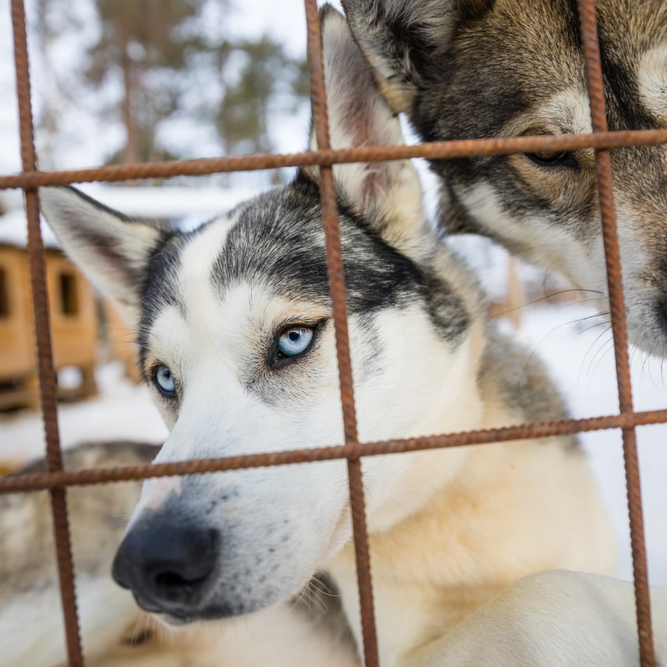 Huskys Wilderness Hotels